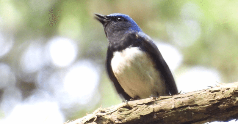 初ドラマ 青い鳥症候群 シンドローム 撮影前 上里亮太 Note