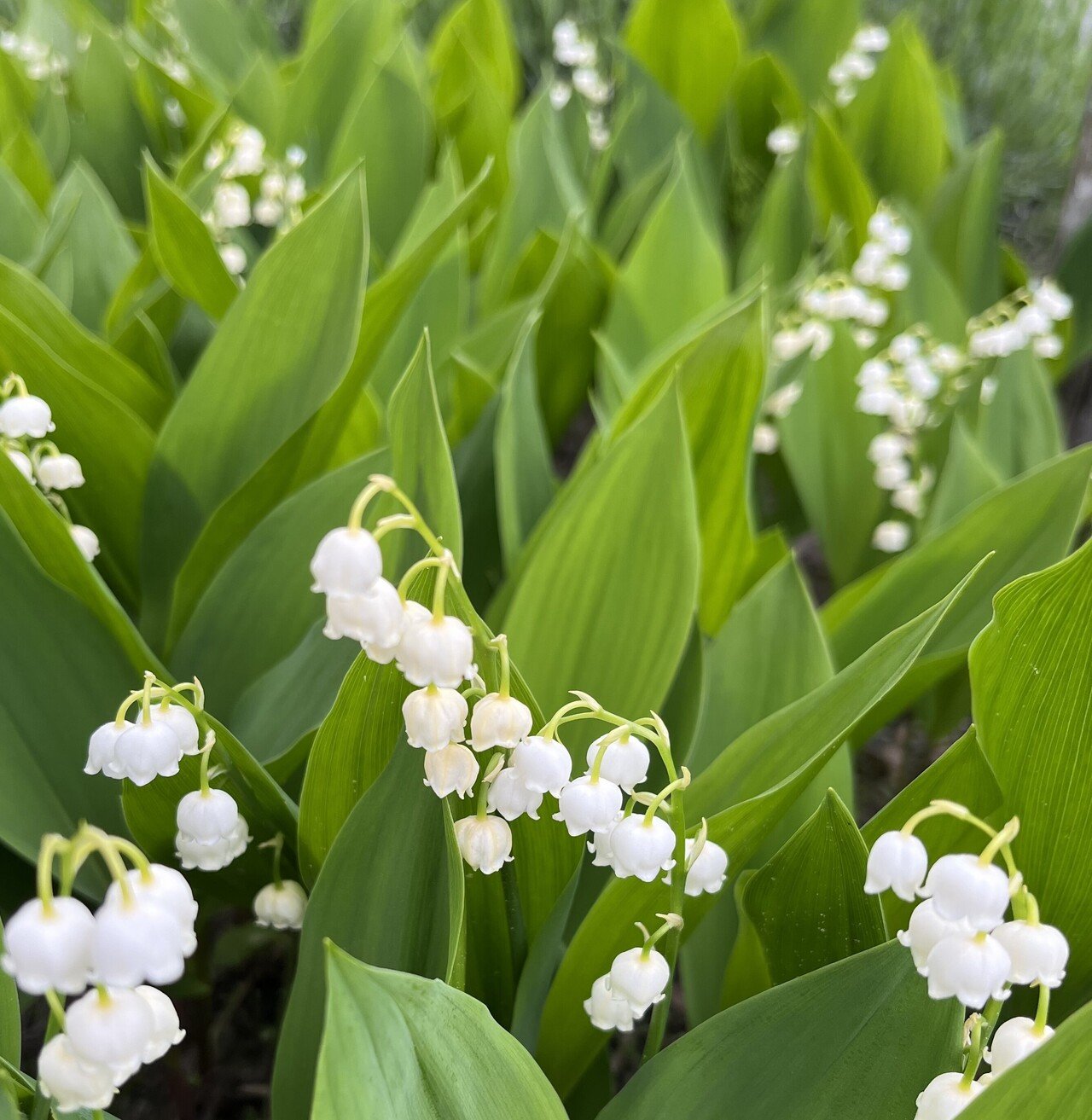 みんな大好きスズランですね 春になると いろんな種類の花がいっせいに咲くので忙しいです 笑 こういう小さな柄の刺繍をしたいです みど ゐん 絵と文 Note