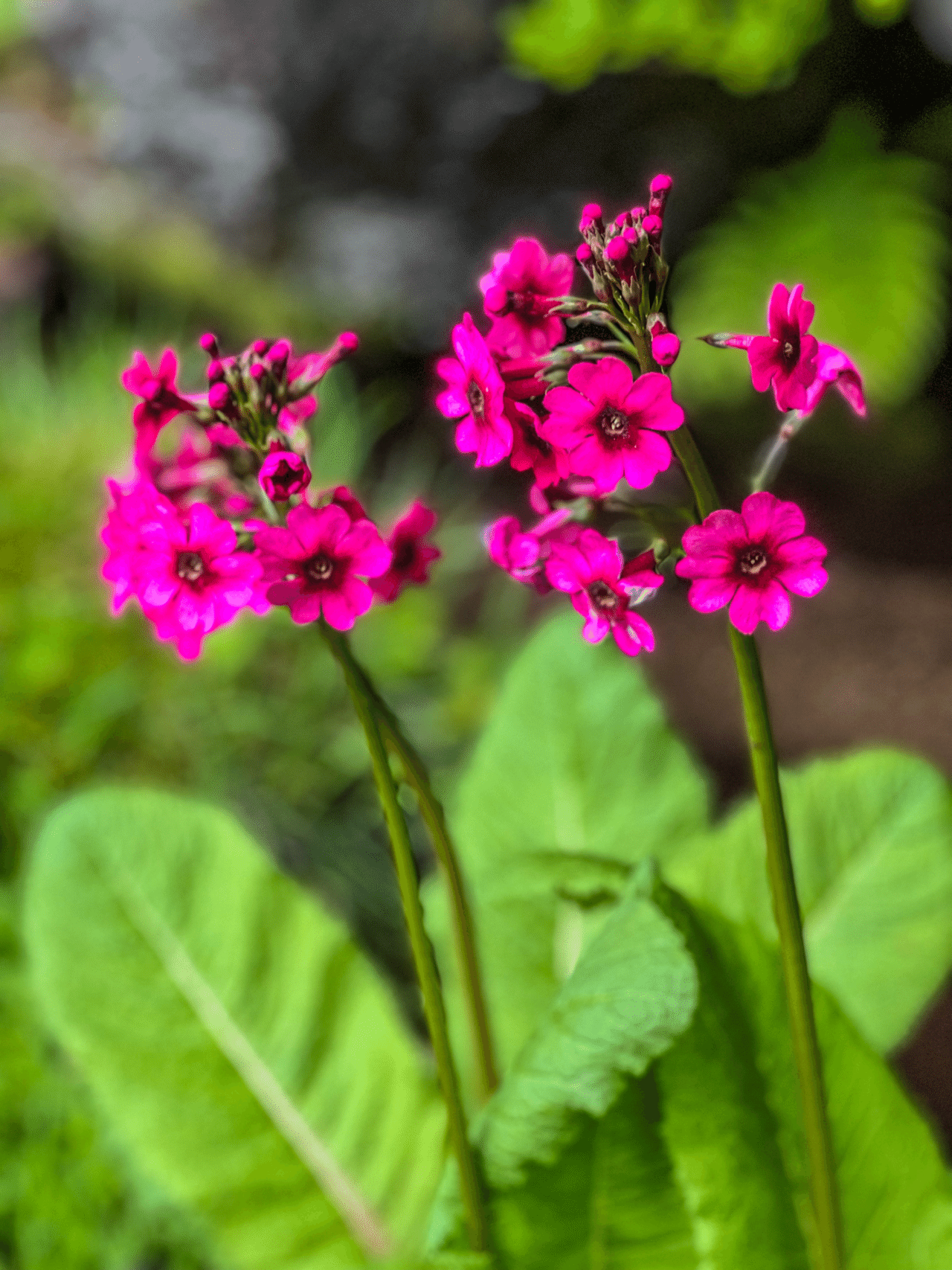 ケ セラ セラ カメミ Note