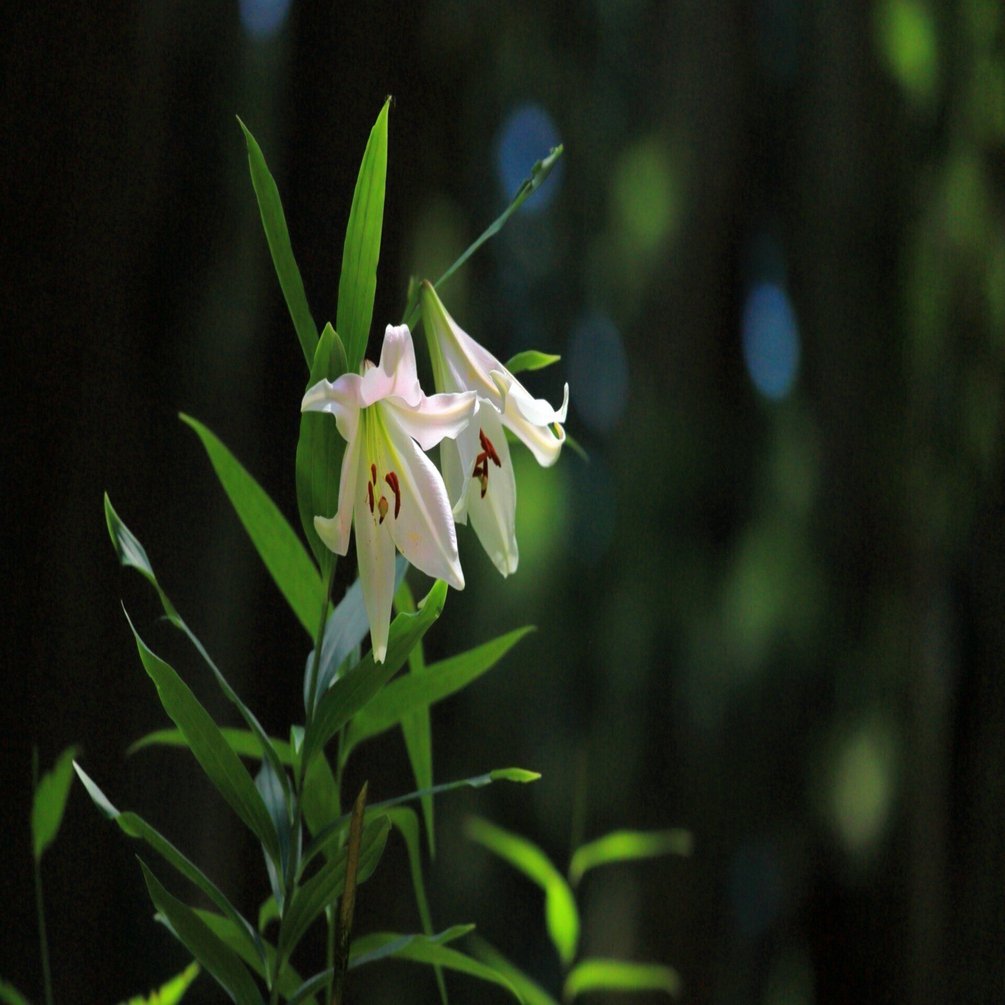 苔庭撮影 私感 北野武男 Note
