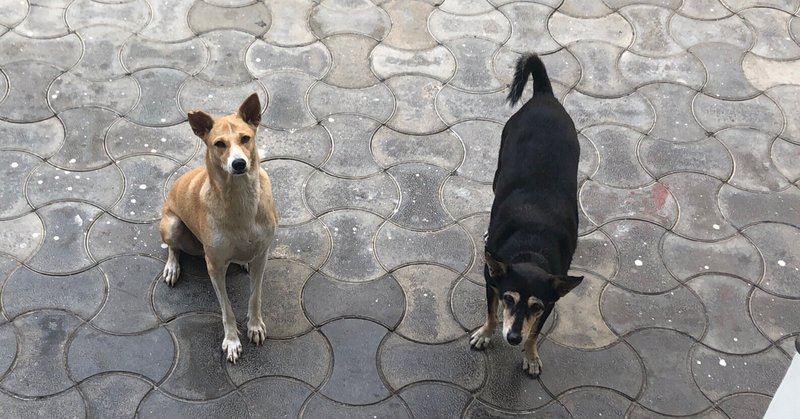 インド犬 の新着タグ記事一覧 Note つくる つながる とどける