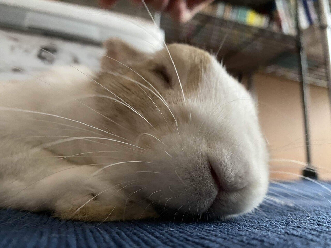 これはちゃんと可愛い顔で寝ることもあるうさぎさん ンー ムニャムニャー 俺ハイツモドオリ可愛イ 藁 ちなみに飼い主は夜勤と歯科矯正の歯の動揺で悶絶中 発熱 うさぎ 可愛い おねむ あーーの Note