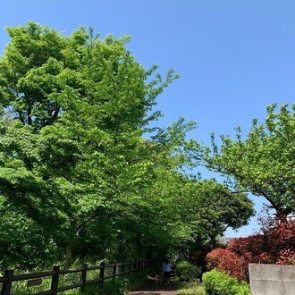 【希少】古書サミュエル ピープス　日記　Folio Society版　1660〜 希少】古書サミュエル ピープス 日記 Folio Society版 1660〜 Amazon