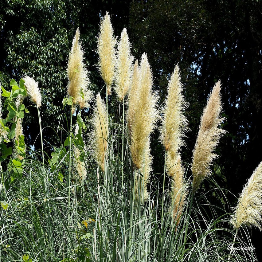 小石川植物園 Kkyamasita Note