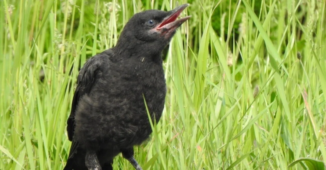 カラスの雛は何故地面に下りちゃうのか Makikon Npo法人札幌カラス研究会 Note