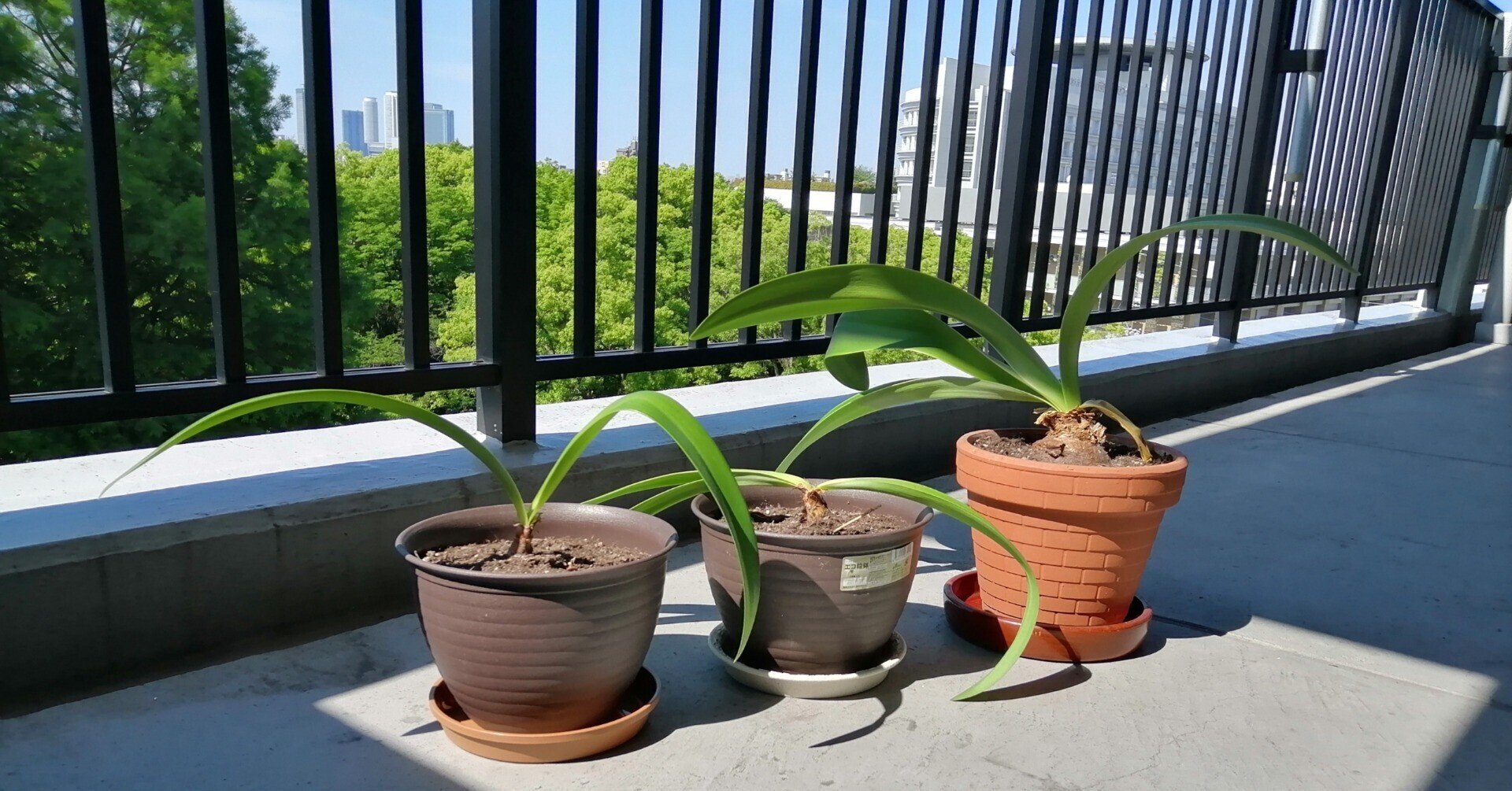 アマリリスの株分けしてみました Ad Publicity Note アマリリスの株分けしてみました Ad Publicity Note