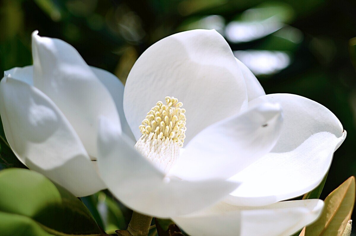 この花が観たかった、近くで。