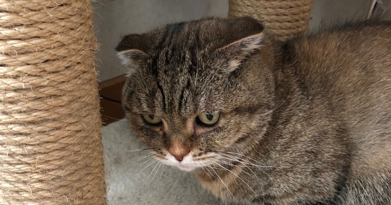 猫のヒゲとさすらいの羊と白髪 Hiroko Note 猫のヒゲとさすらいの羊と白髪 Hiroko Note