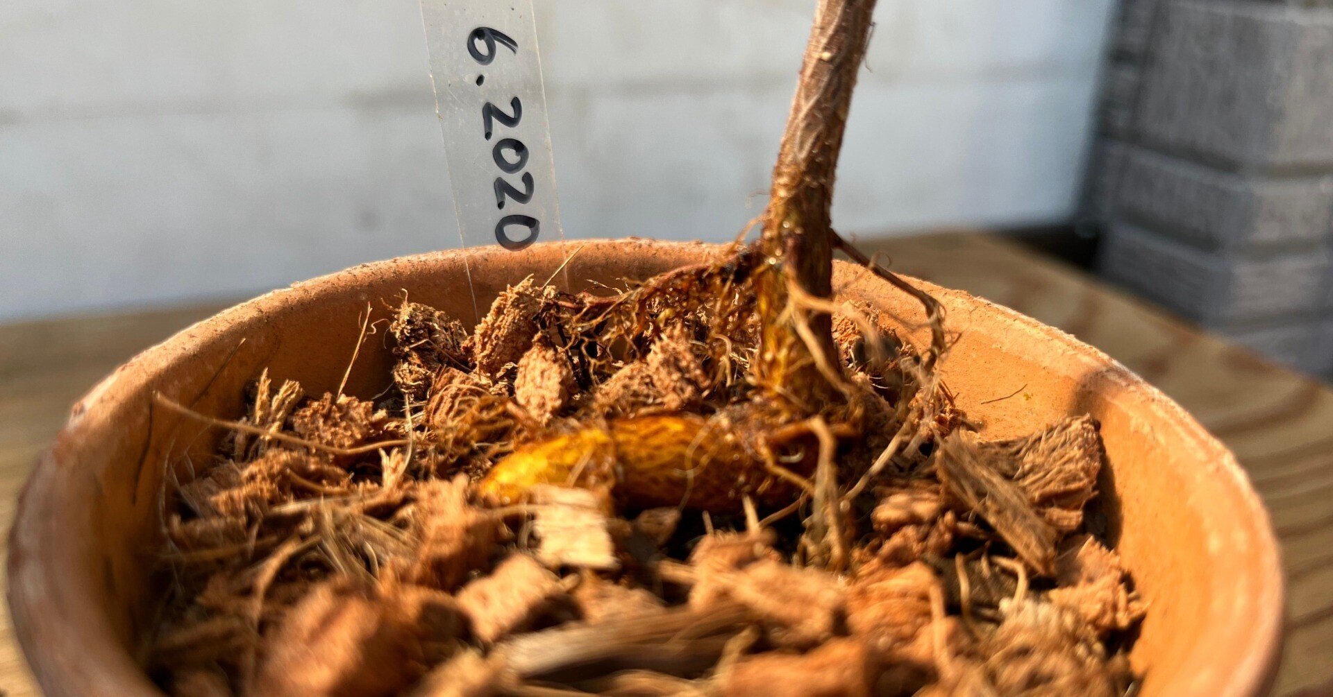 挿し木ガジュマルの根を太くする 10ヶ月後 22 5 29 Nakada Shugo Note 挿し木ガジュマルの根を太くする 10ヶ月後 22 5 29 Nakada Shugo Note