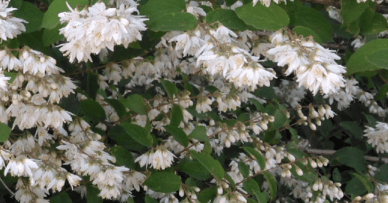 卯の花の匂う垣根に 歓怒 Note 卯の花の匂う垣根に 歓怒 Note