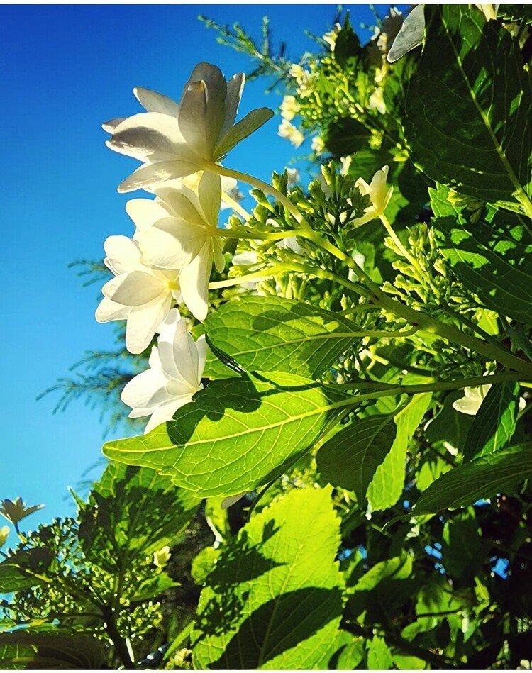 おはよーございます。

ハレ朝。
裏庭の紫陽花がさぁもっと開きまっせ！と日光浴しておりました。

暑くなりそです。
ワタシは新調した麦わら帽子を被るといたします。
元気に。

#sky #summer #flower #love #moritaMiW #空 #夏 #紫陽花 #佳い一日の始まり