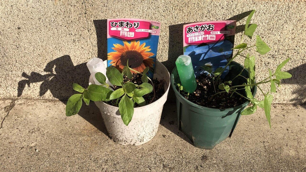 ひまわりと朝顔の鉢植えの 葉っぱが増えてて ビックリ ただ水をやるだけで 植物が育つのって 不思議 太陽の光を浴びながら グングン育ってて 生命力を感じます 先週の鉢植えの写真は こちら しもまゆ Note講師 ライター Note事業発表会公認レポーター Note