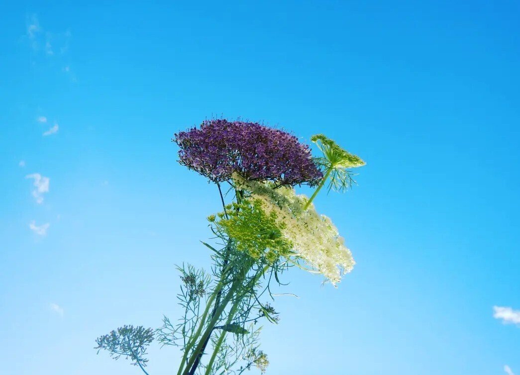 夕霧草とレースフラワー 花言葉は やさしい心遣いと細やかな心遣い 束ねられた小さな可愛い花 粒たちが 弾けるように咲いている 時を経て似たもの同志か素々か 青空に照るは はにかみ笑い心から癒やされ こよみ Note 夕霧草とレースフラワー 花言葉は やさしい心遣いと細やかな心遣い 束ねられた小さな可愛い花 粒たちが 弾けるように咲いている 時を経て似たもの同志か素々か 青空に照るは はにかみ笑い心から癒やされ こよみ Note