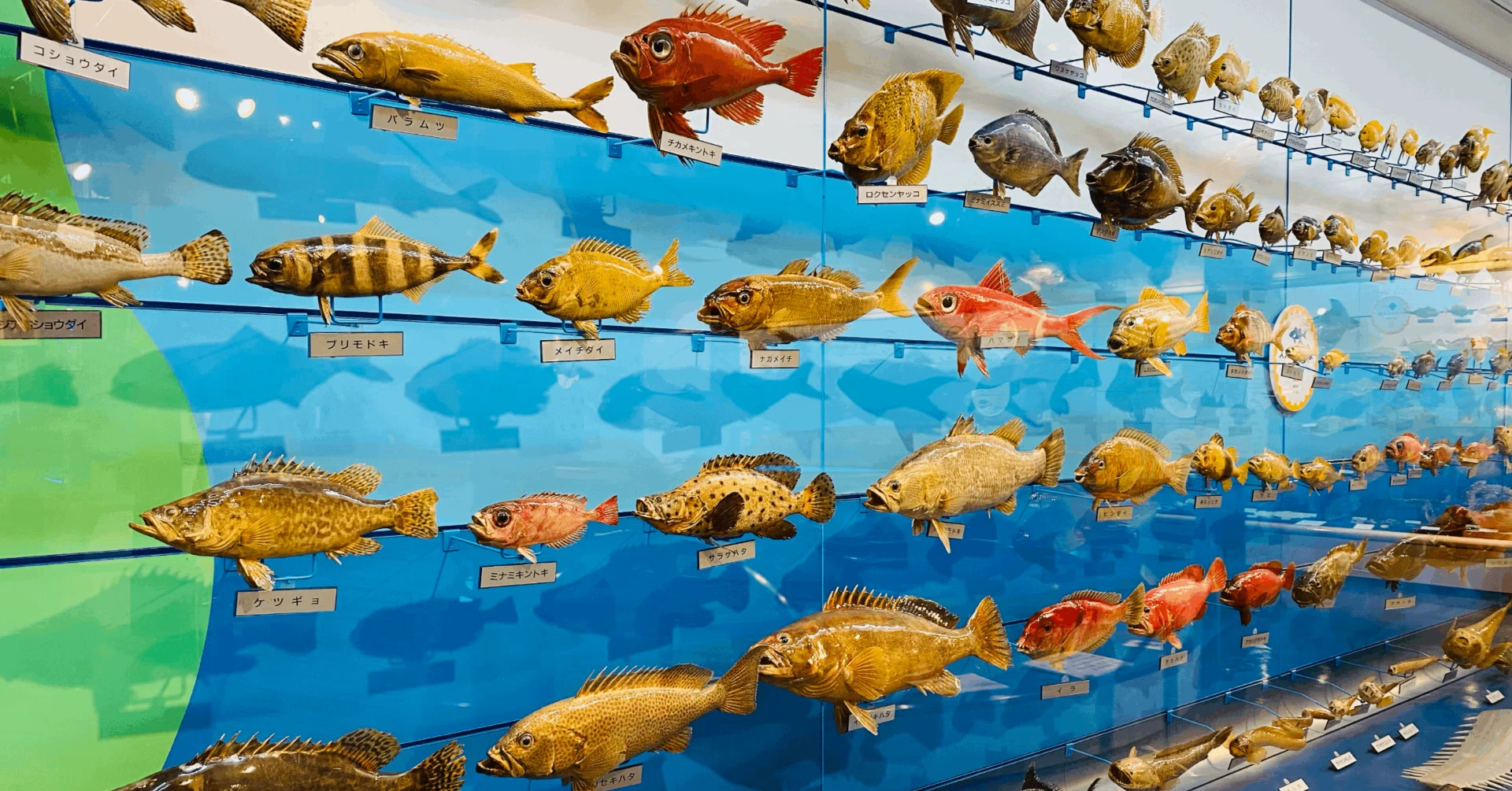 魚の剥製 第6回展示剥製水族館―魚の魅力 大発見― | 岐阜県博物館ウェブサイト
