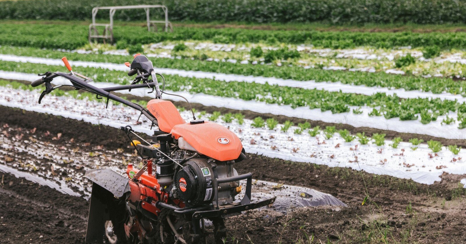 農業参入企業向け】プロ農家マッチングサービス｜井上寅雄農園 / 井上