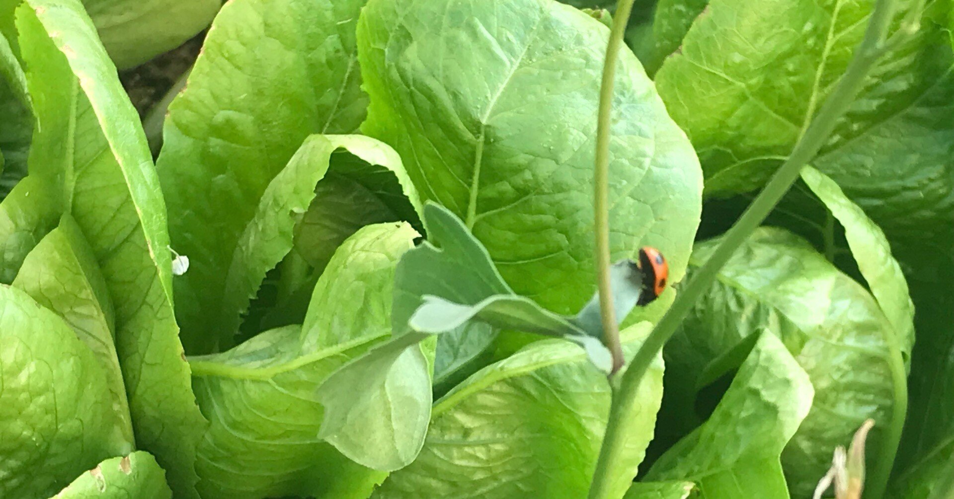 ガーデニング てんとう虫さんの絶賛リクルーティング中 おがばん 拝万里 Note