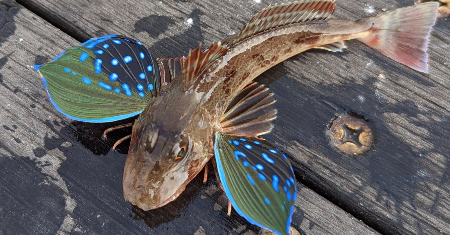 ホウボウ 鮮やかな羽をもつ魚 稲垣湧斗 Note