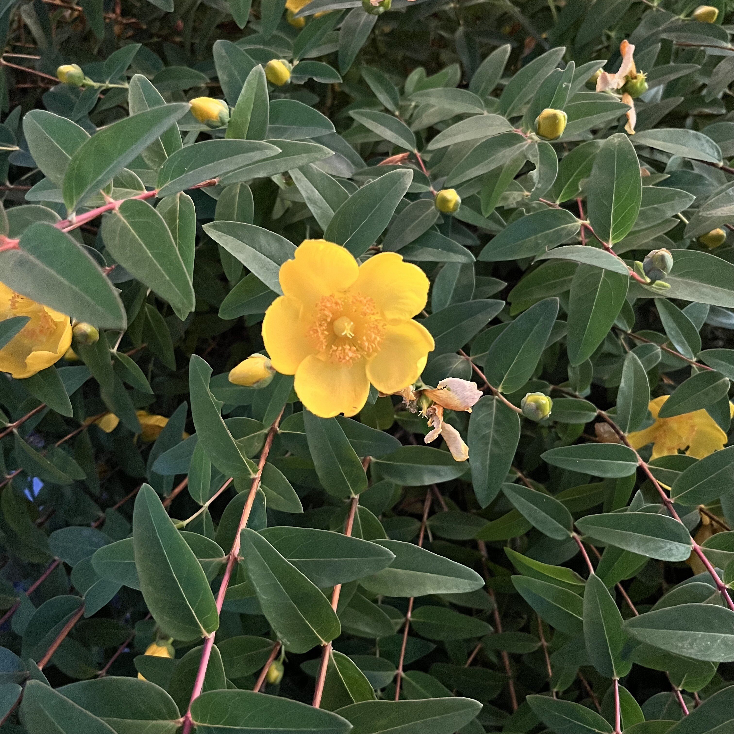 金糸梅 の新着タグ記事一覧 Note つくる つながる とどける