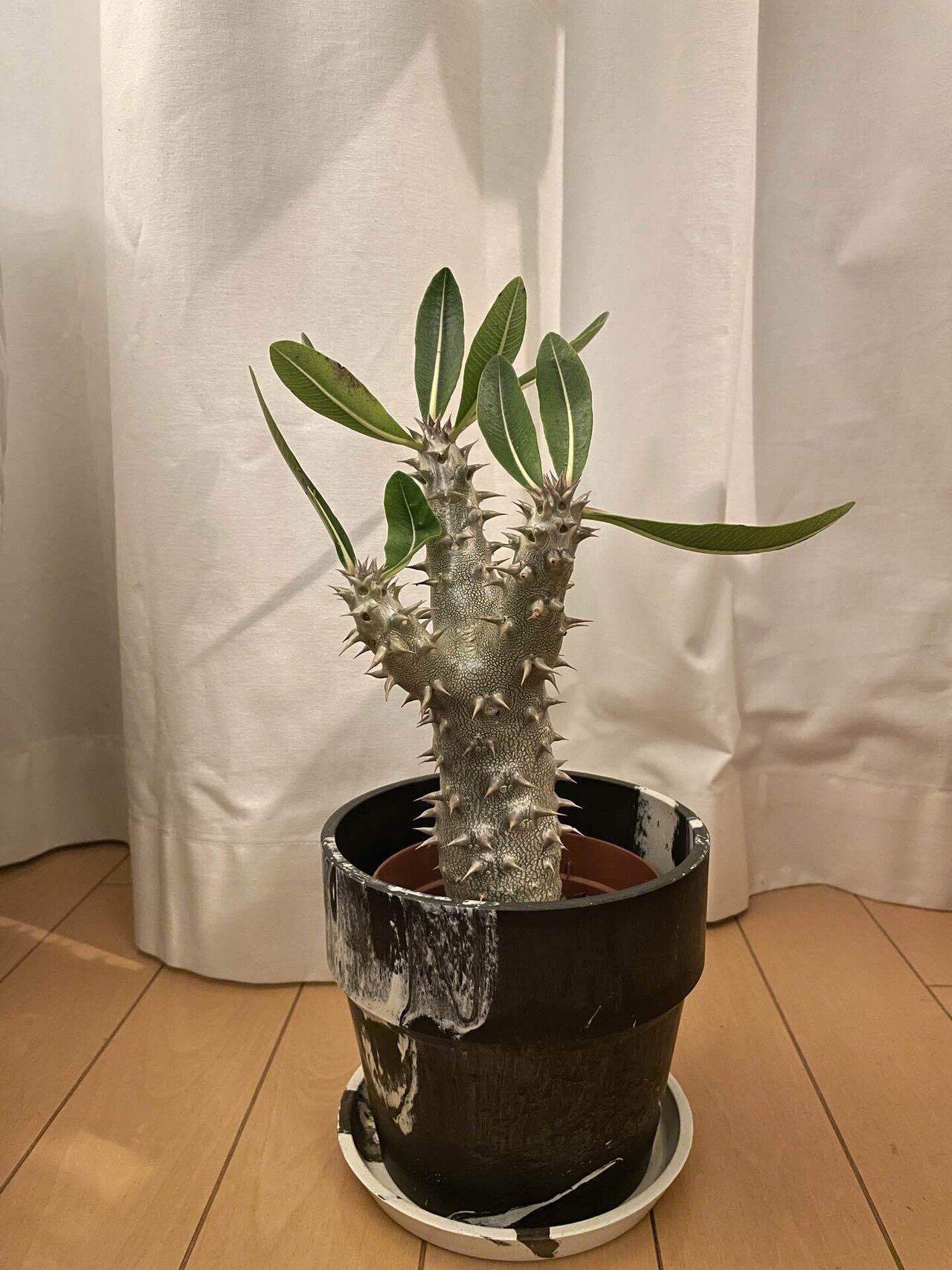 蕾ありパキポディウムデンシフローラム実生5年