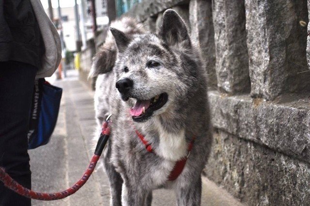 秋田犬のスズ カル Note