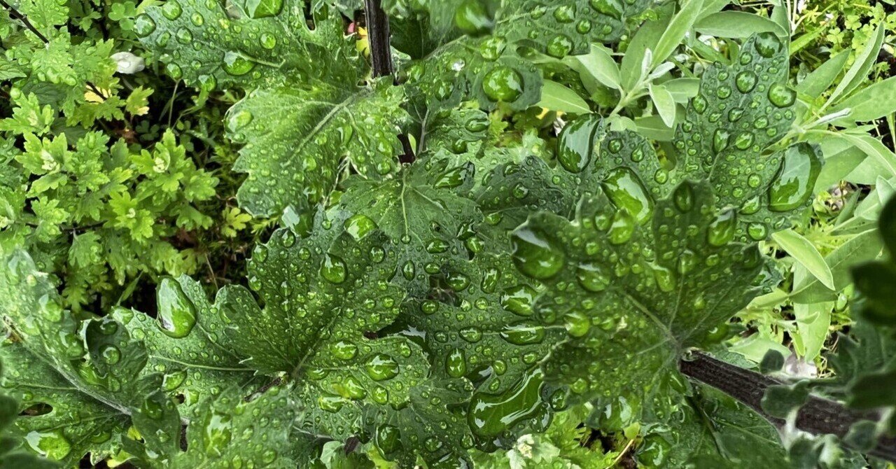 ほうれん草の花 観たことありますか 朝の徒然 鮎漁師 浮世雲 Ukiyogumo 詩仙人 Note ほうれん草の花 観たことありますか 朝の徒然 鮎漁師 浮世雲 Ukiyogumo 詩仙人 Note