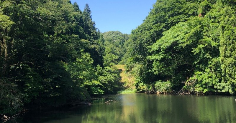 亀の甲羅干し