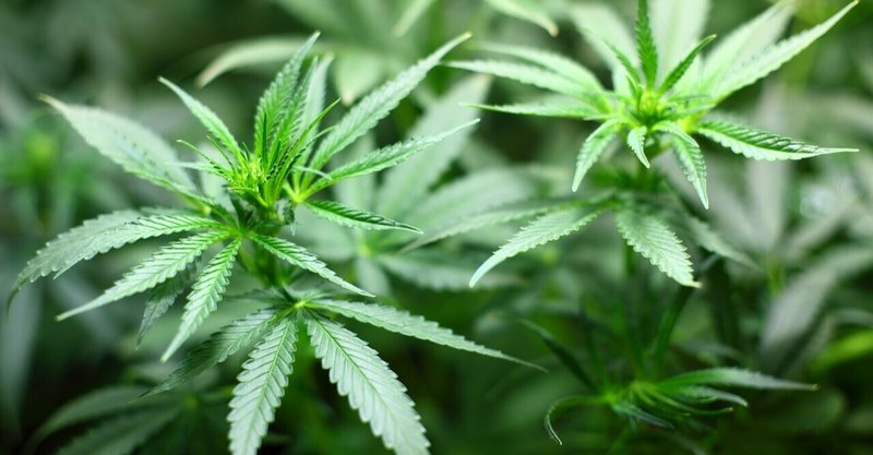 女性のみ大麻解禁 の新着タグ記事一覧 Note つくる つながる とどける