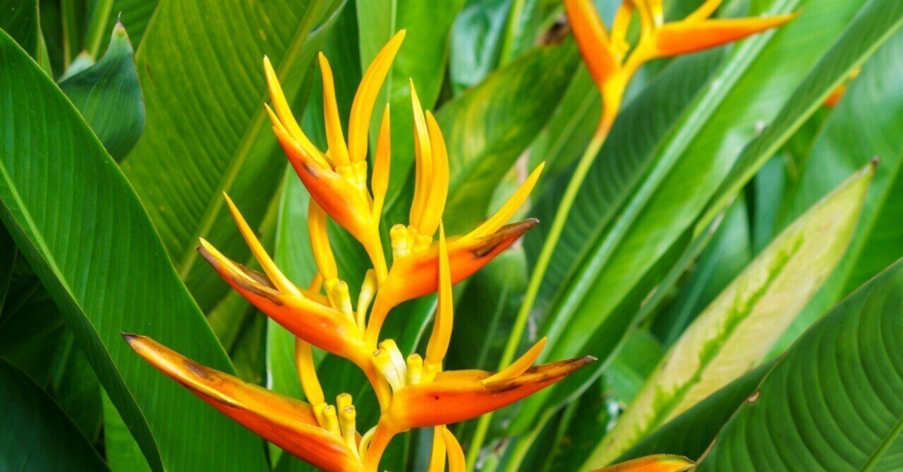 極楽の鳥を思わせる ゴクラクチョウカ タイでどこにでも咲く花 48 Masayuki Saito Note 極楽の鳥を思わせる ゴクラクチョウカ タイでどこにでも咲く花 48 Masayuki Saito Note