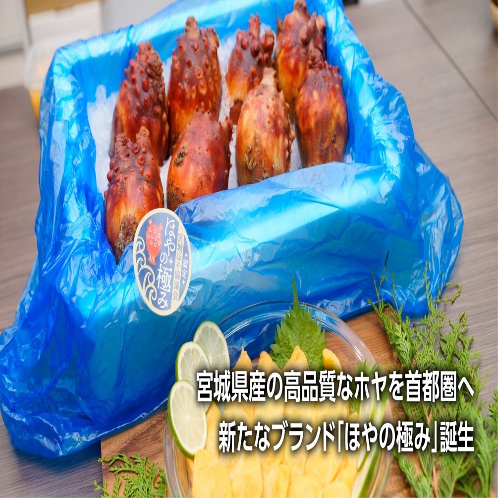 県内初ブランド ほやの極み 産地外でも高鮮度維持 国内消費拡大へ 石巻days 石巻日日新聞社公式 Note