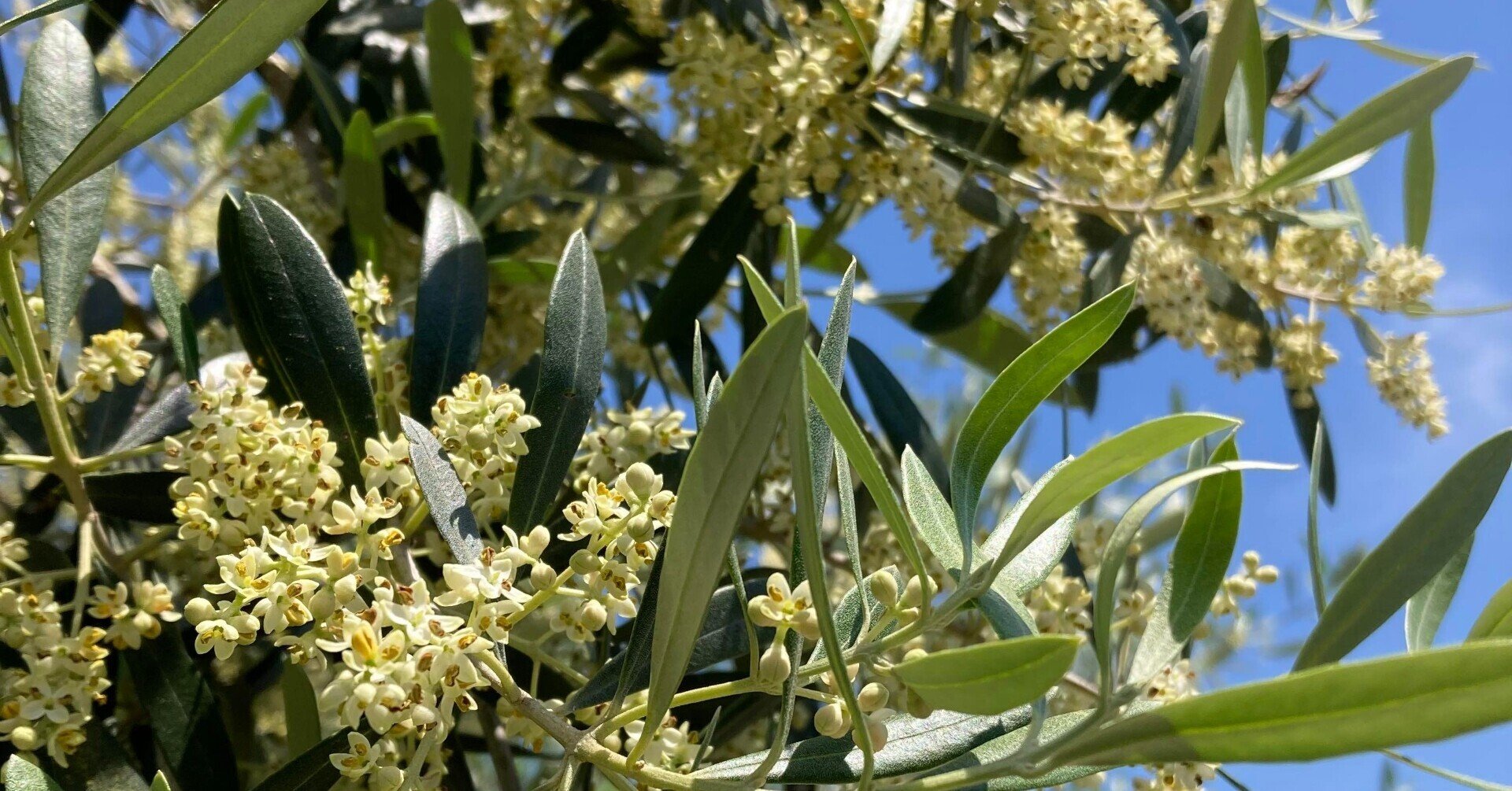 満開のオリーブの花の香りを聞きに 牛窓オリーブ園へ 日本オリーブ株式会社 広報室 Note 満開のオリーブの花の香りを聞きに 牛窓オリーブ園へ 日本オリーブ株式会社 広報室 Note