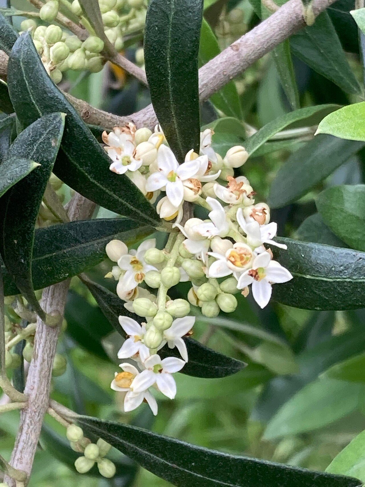 満開のオリーブの花の香りを聞きに 牛窓オリーブ園へ 日本オリーブ株式会社 広報室 Note