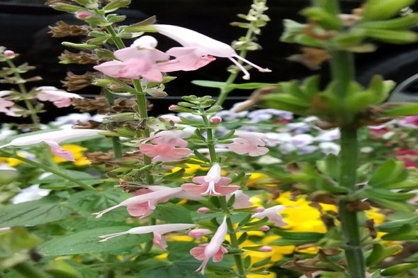 不思議な形の花 の新着タグ記事一覧 Note つくる つながる とどける