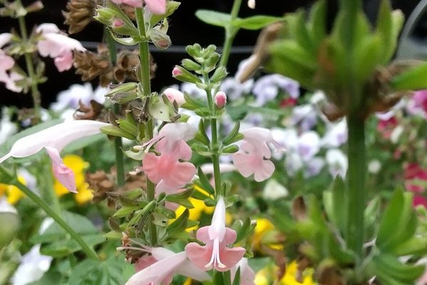 不思議な形の花 の新着タグ記事一覧 Note つくる つながる とどける 不思議な形の花 の新着タグ記事一覧 Note つくる つながる とどける