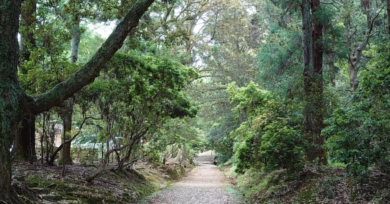 Shelly's pathの道｜Shelly'spath