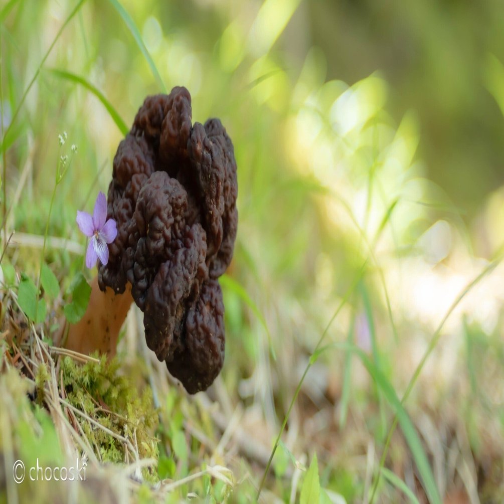 きのこ散歩＊2022/5/28富士山の猛毒菌に会いに行く・その1｜ちょこすき