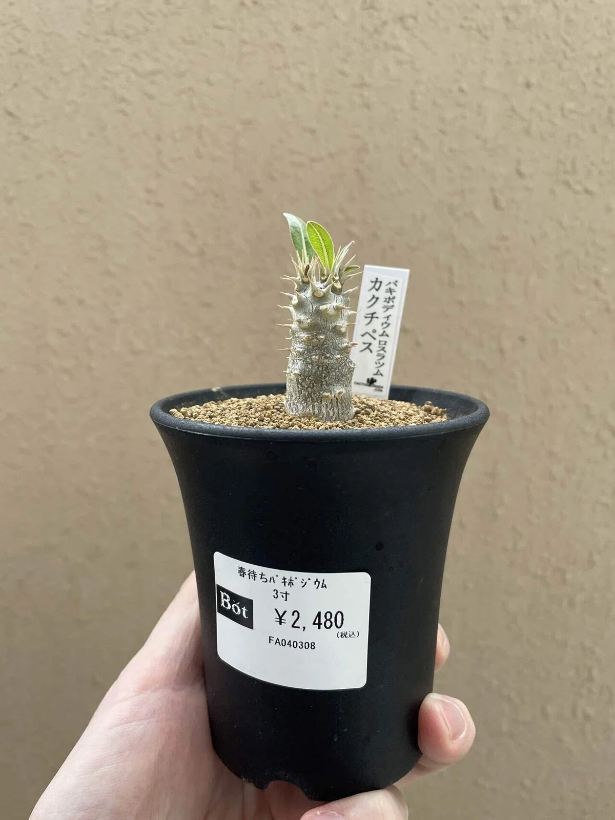 希少 4頭 美株 パキポディウム カクチペス 良形 塊根植物 レア 発根 