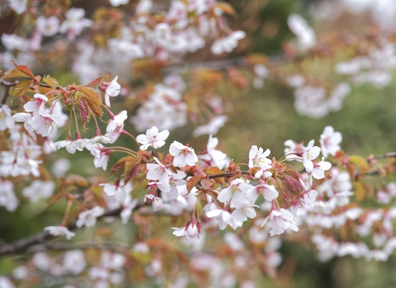 嶺桜2