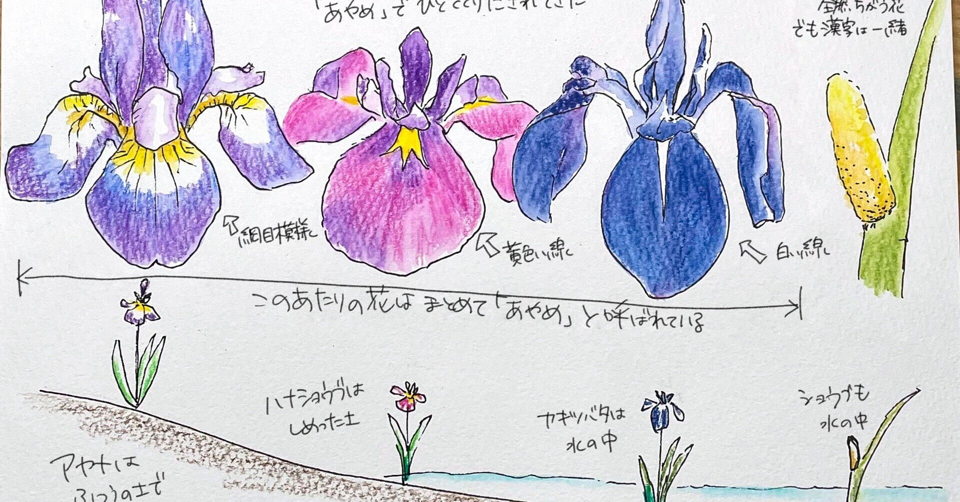 あやめまつりでハナショウブが満開な理由 自然ガイドのネタ帳 くますけ Note あやめまつりでハナショウブが満開な理由 自然ガイドのネタ帳 くますけ Note