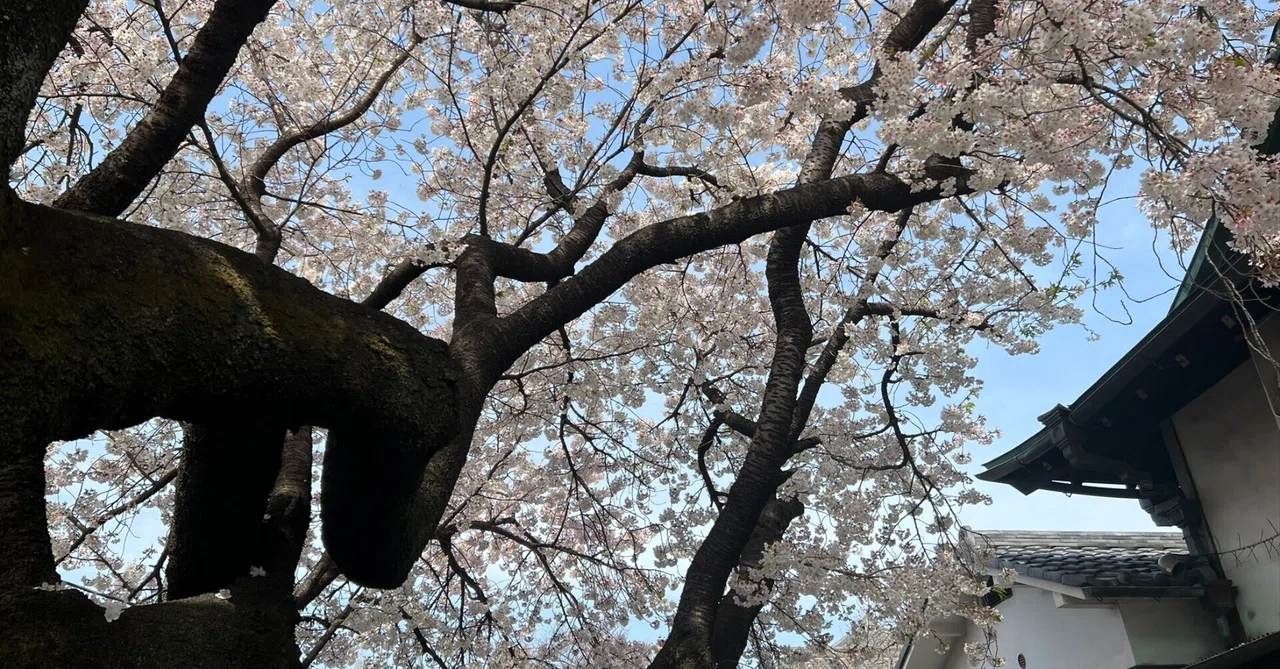 桜の木に宿る精霊たち 桜の木に宿る精霊たち