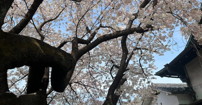 蛇に飲み込まれた桜