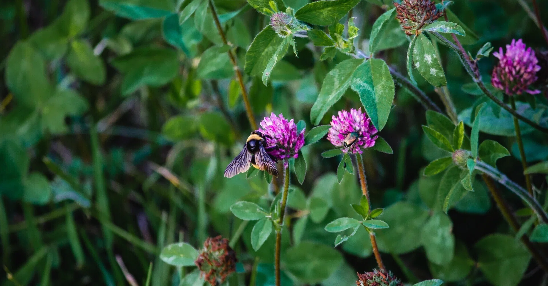 6月の蜜源植物｜Monkey Gardener/世界の小規模農業研究室