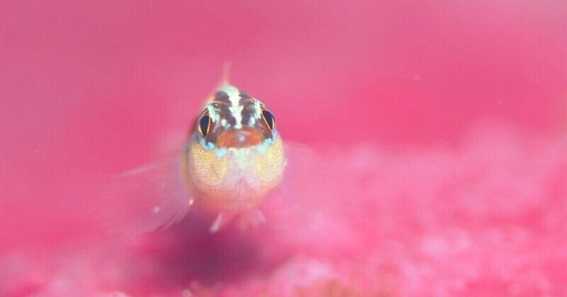 全国水生生物調査 の新着タグ記事一覧 Note つくる つながる とどける