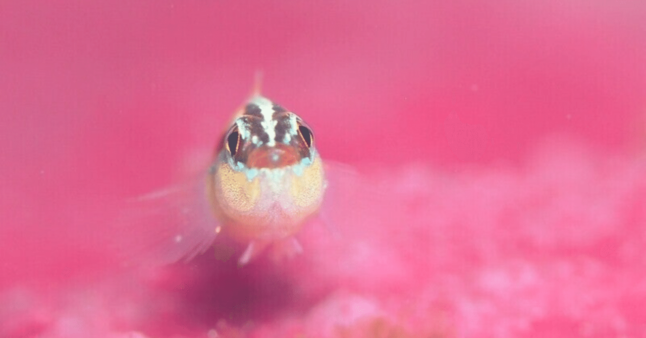 令和４年度全国水生生物調査の実施について 海のイドバタ会議 Ocean Evangelist 守 雅彦 Note