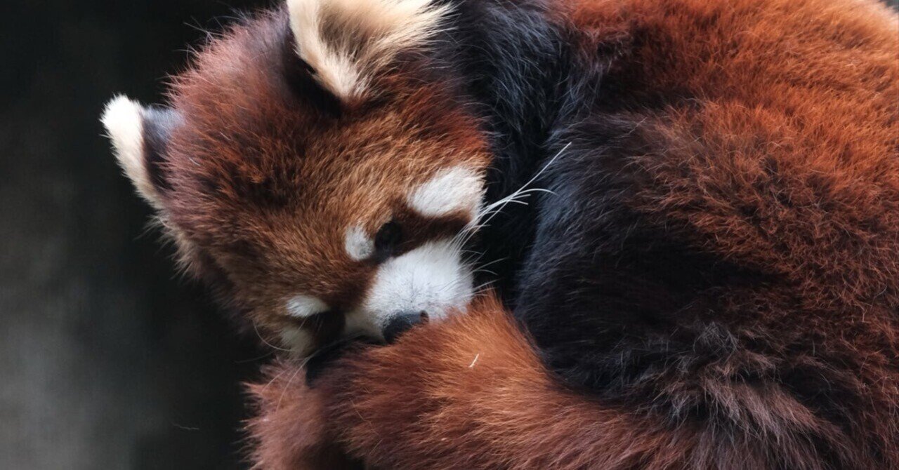 レッサーパンダは薄明薄暮性 ぱーと2 ふもと Note レッサーパンダは薄明薄暮性 ぱーと2 ふもと Note