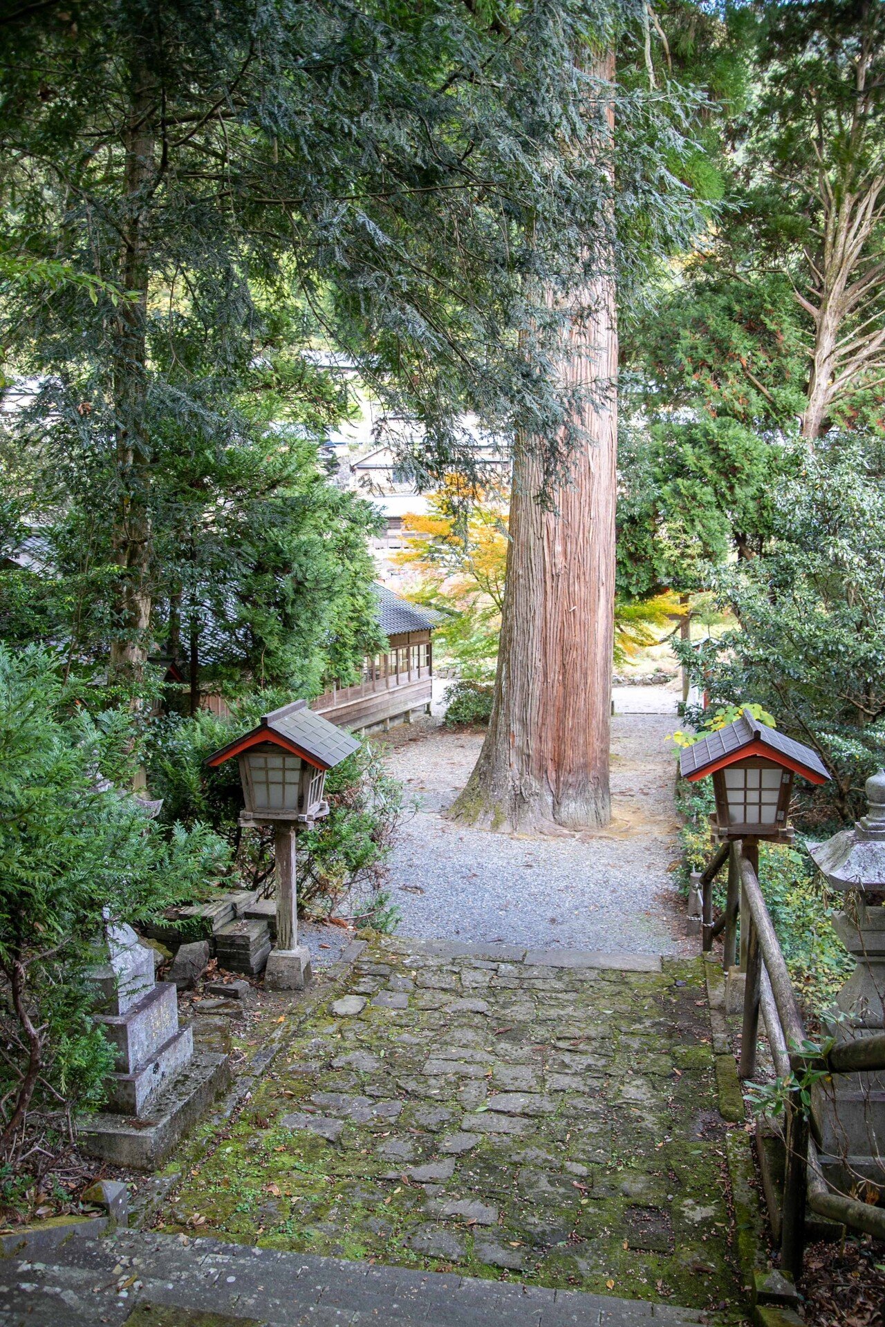 椎葉村の観光スポットvol.3 推定樹齢800年！村を見守る十根川