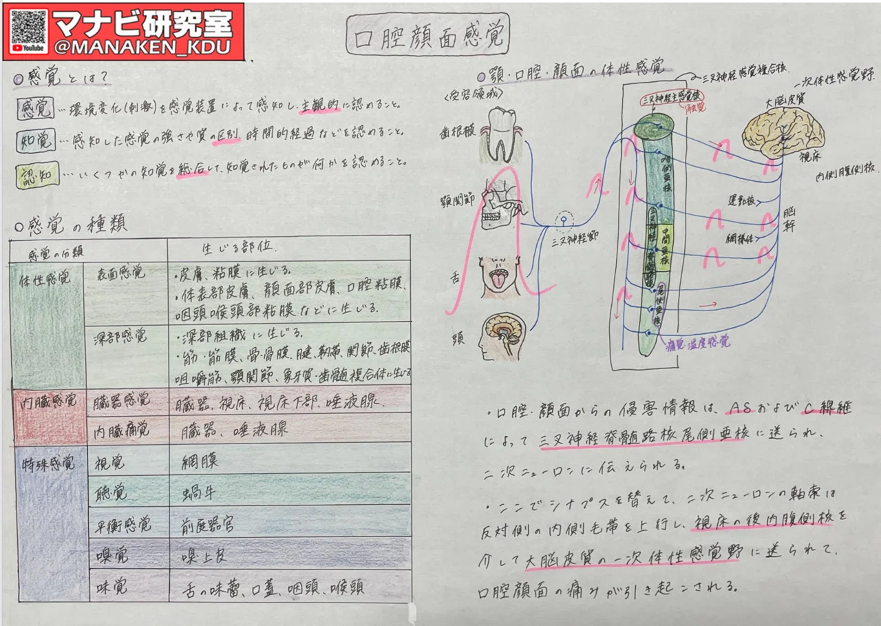 感覚の仕組み：講義グラレコ紹介 歯学科 口腔顔面感覚 2022｜マナビ研究室