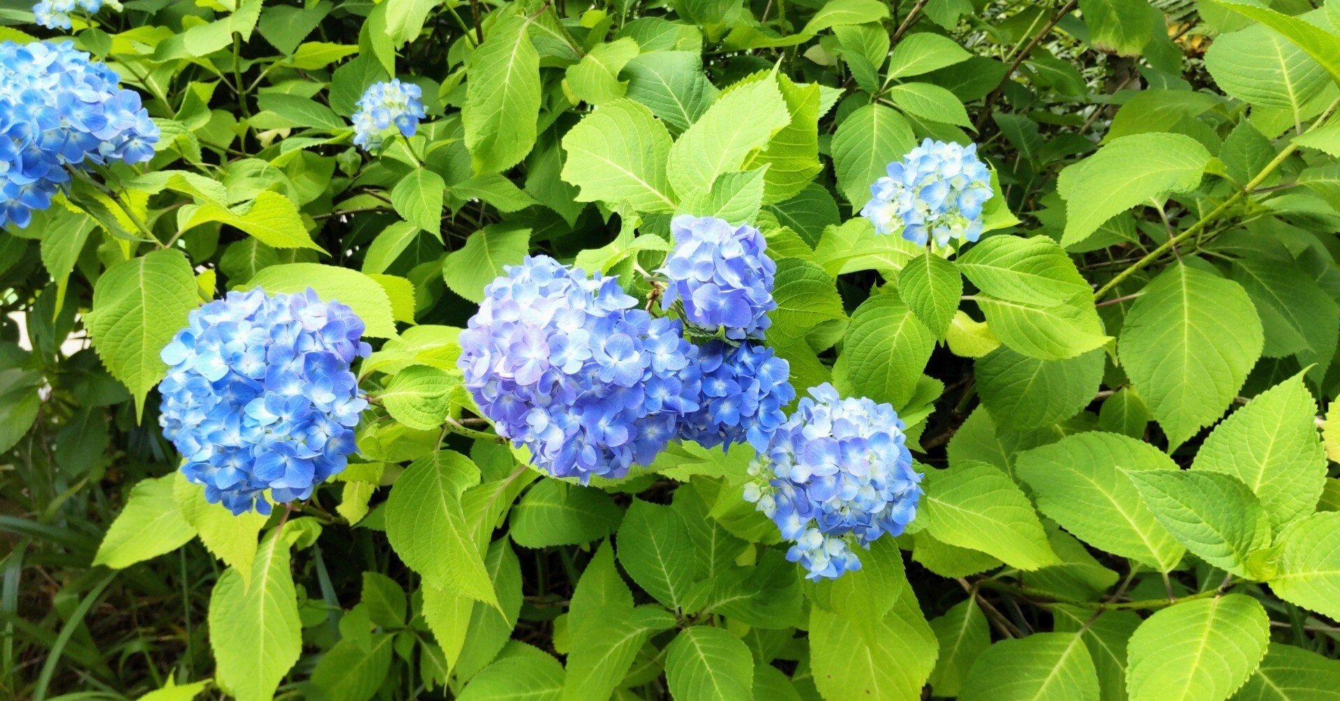 ６月の花 紫陽花を使ったおまじない ひろ Note