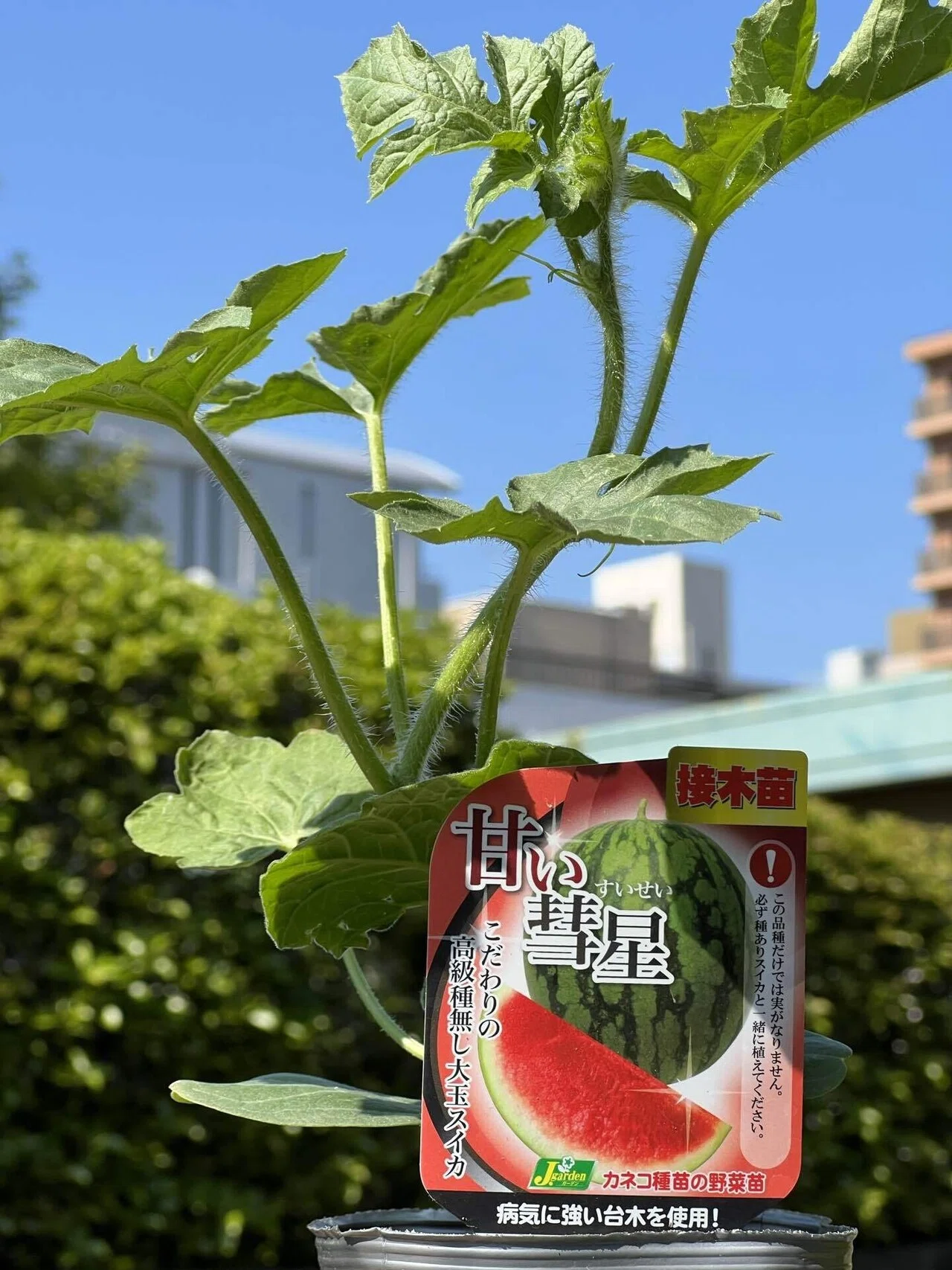 家庭菜園2022】スイカの苗をクラス分けしました🍉｜さちのーと