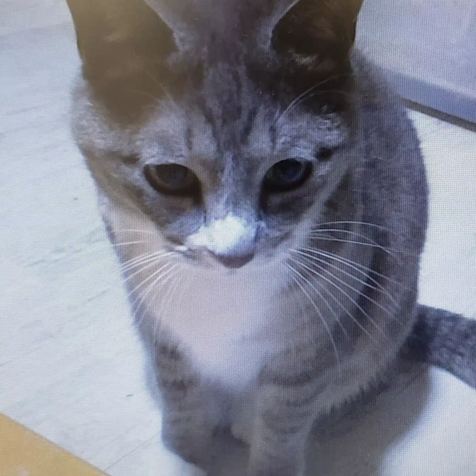 プチにゃんこ