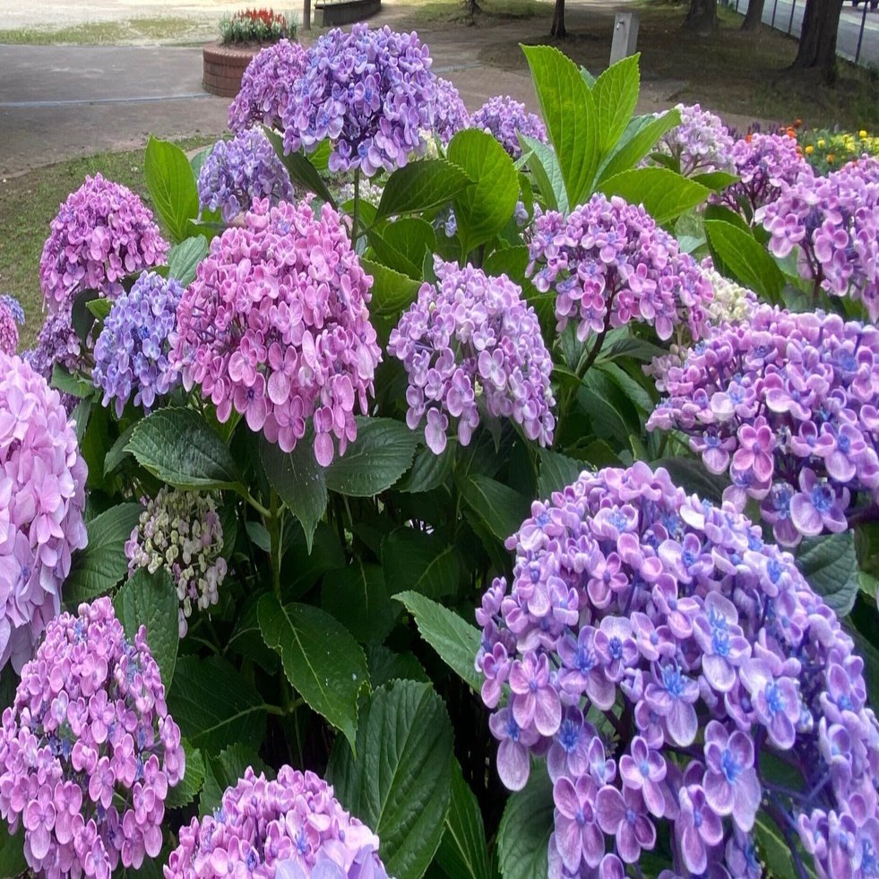 今年も紫陽花の季節がやってきた｜sanchi